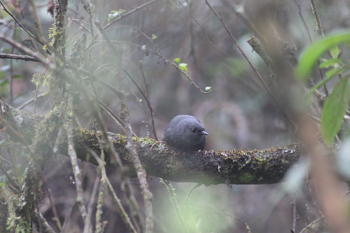 Lambayeque Tapaculo (undescribed form) - ML36939361