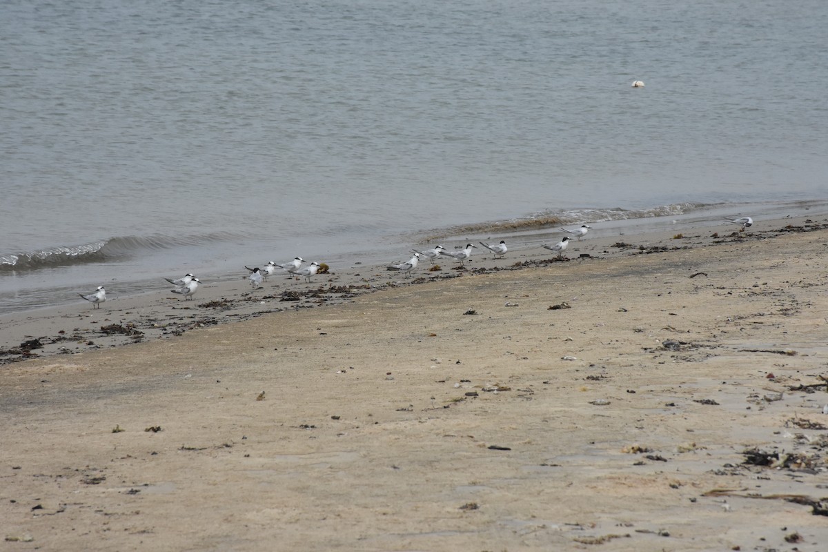 Whiskered Tern - ML369394751