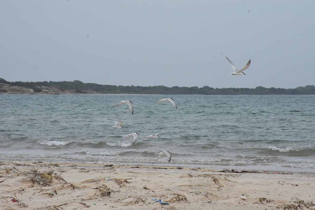 Whiskered Tern - ML369394771