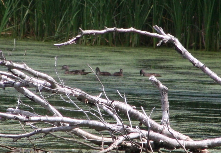 Wood Duck - ML369394801