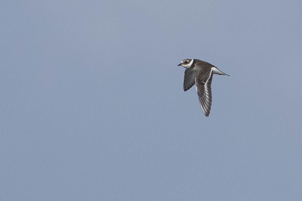 Common Ringed Plover - ML369395751