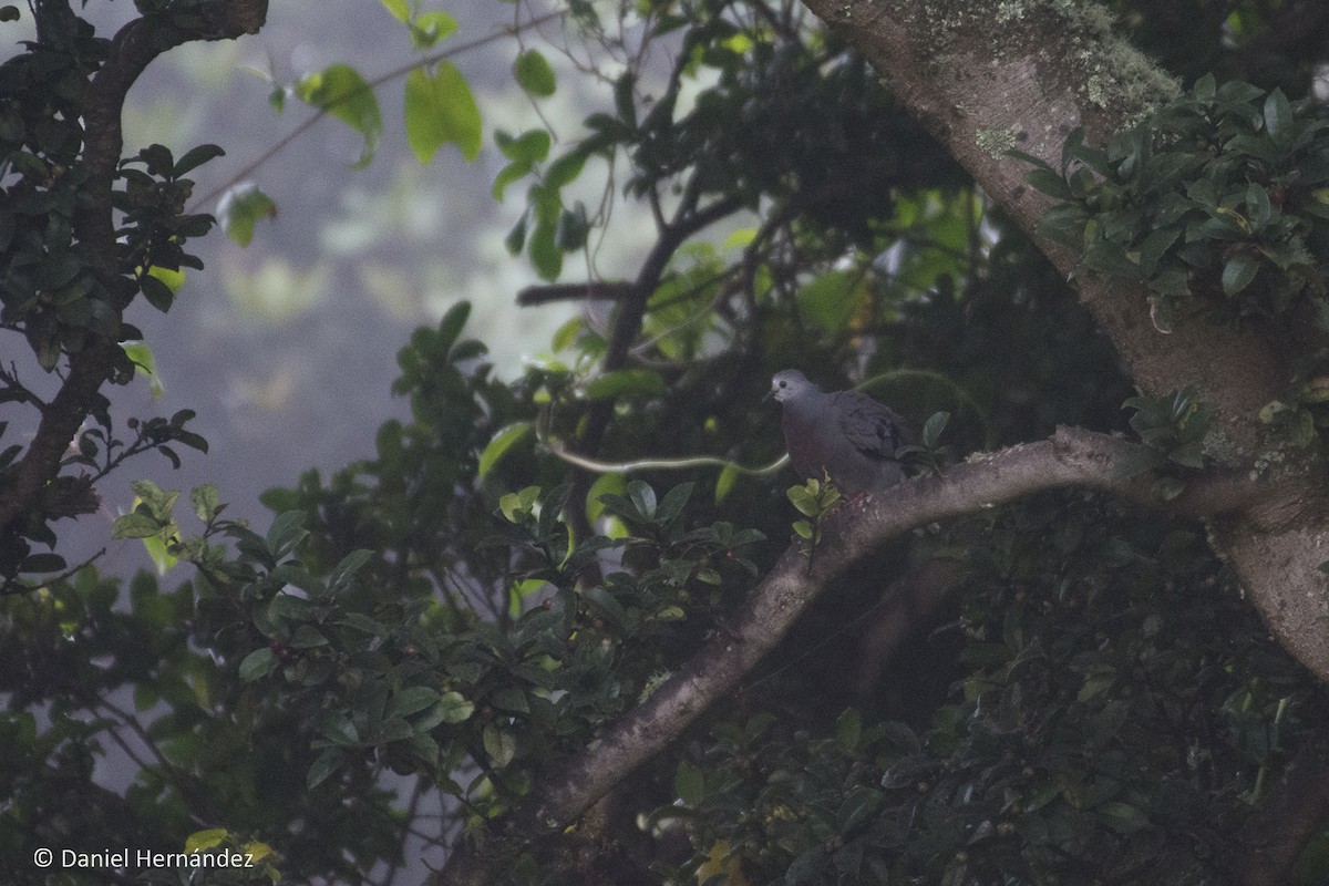 Maroon-chested Ground Dove - ML369398491