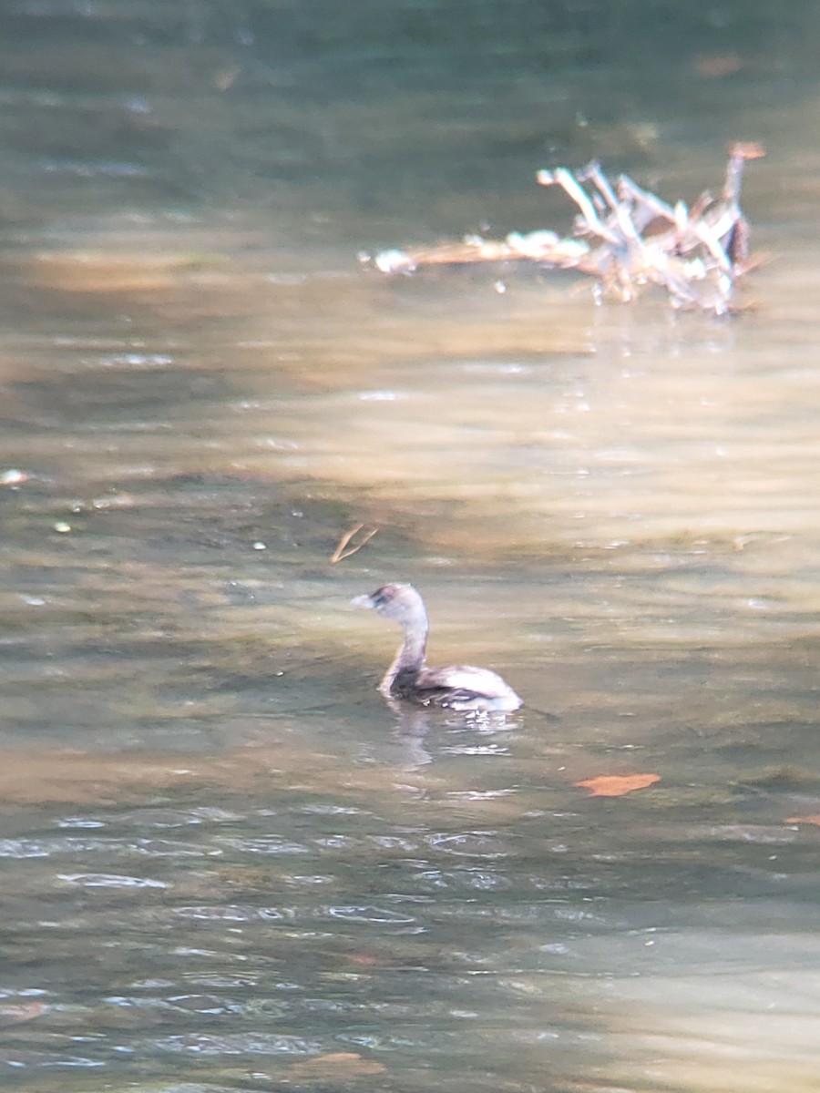 Pied-billed Grebe - ML369398631