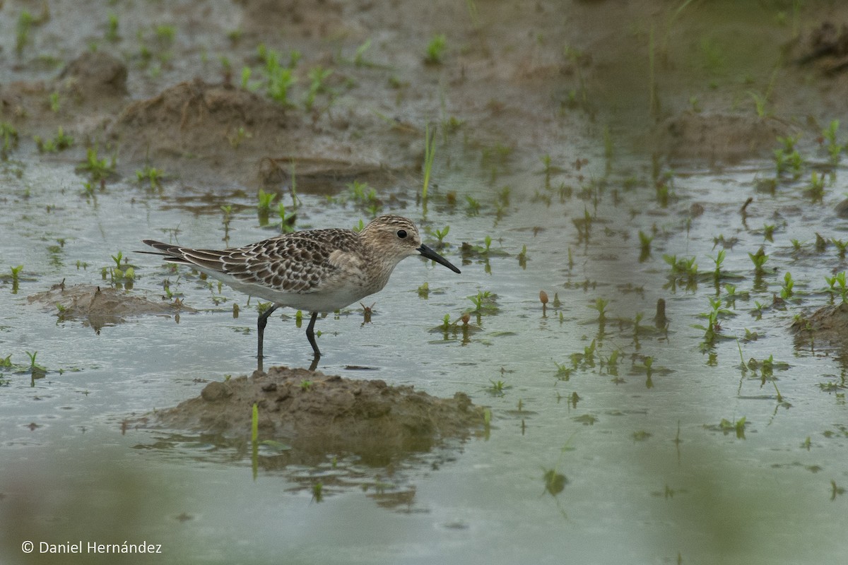 Baird's Sandpiper - ML369398731