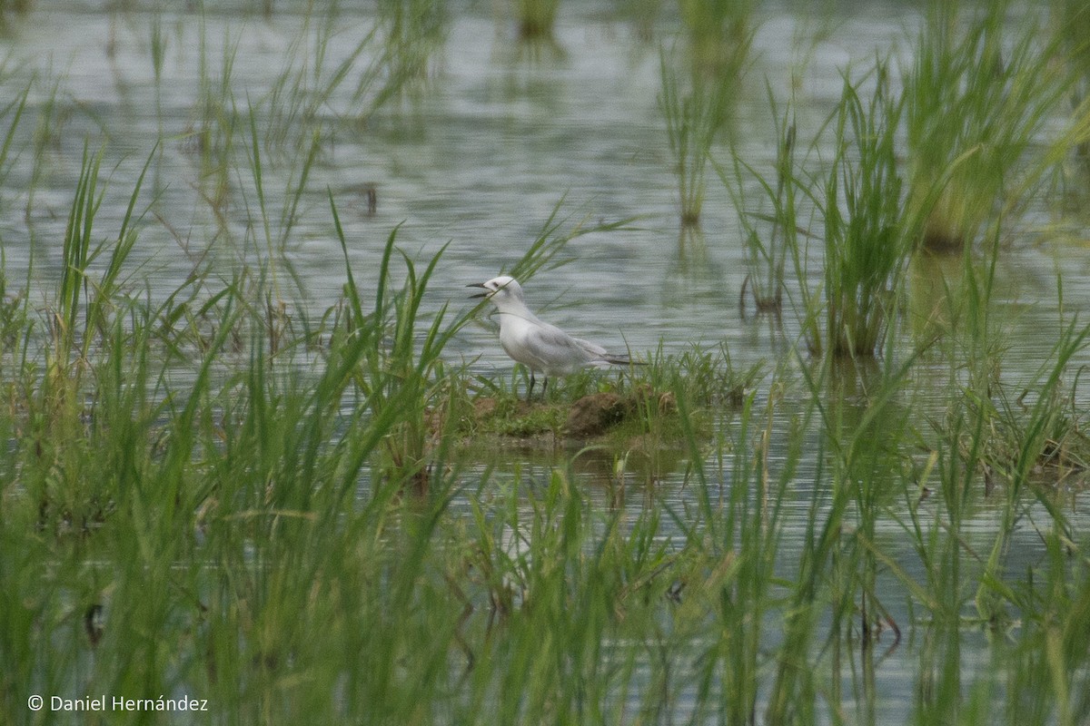 Gull-billed Tern - ML369398791