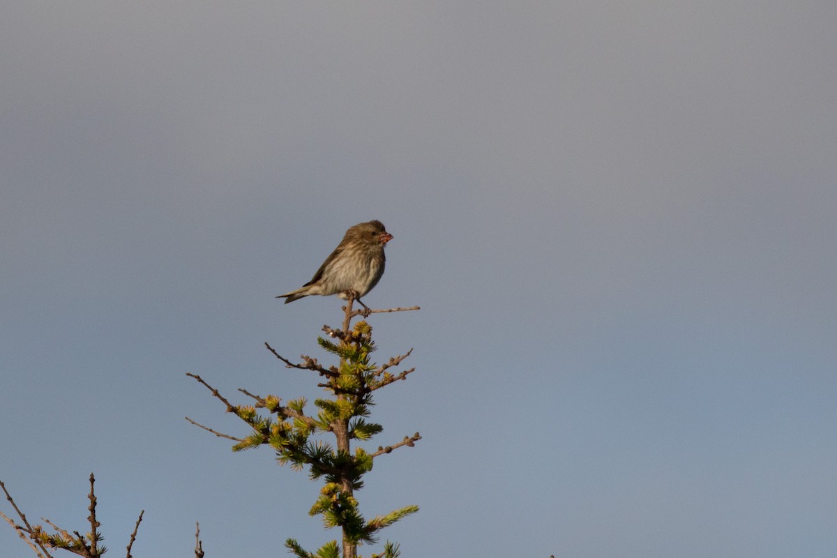 Purple Finch - ML369403111