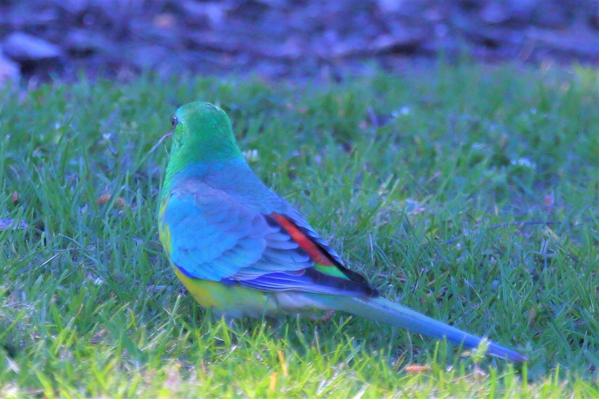 Red-rumped Parrot - ML369404591