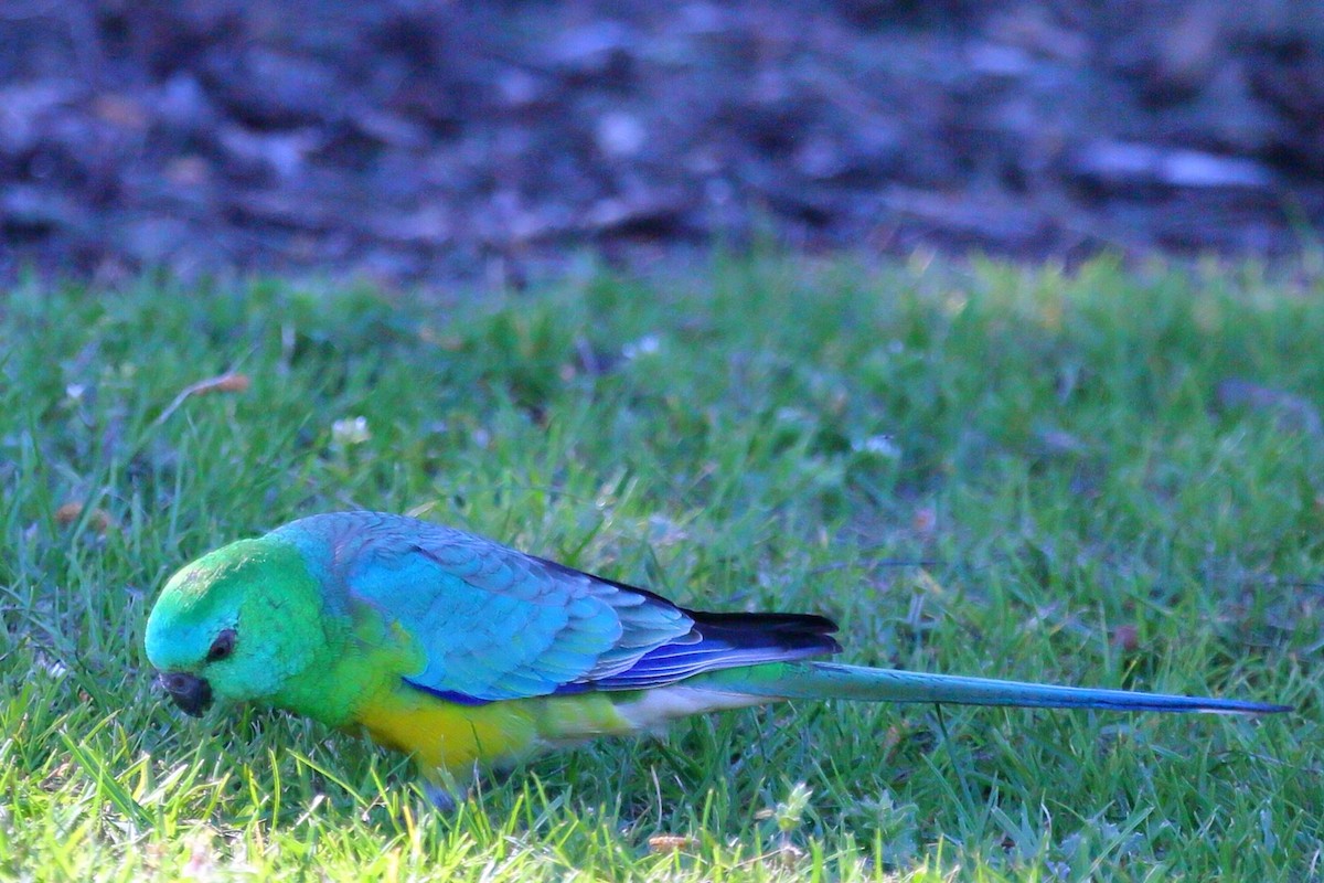 Red-rumped Parrot - ML369404601