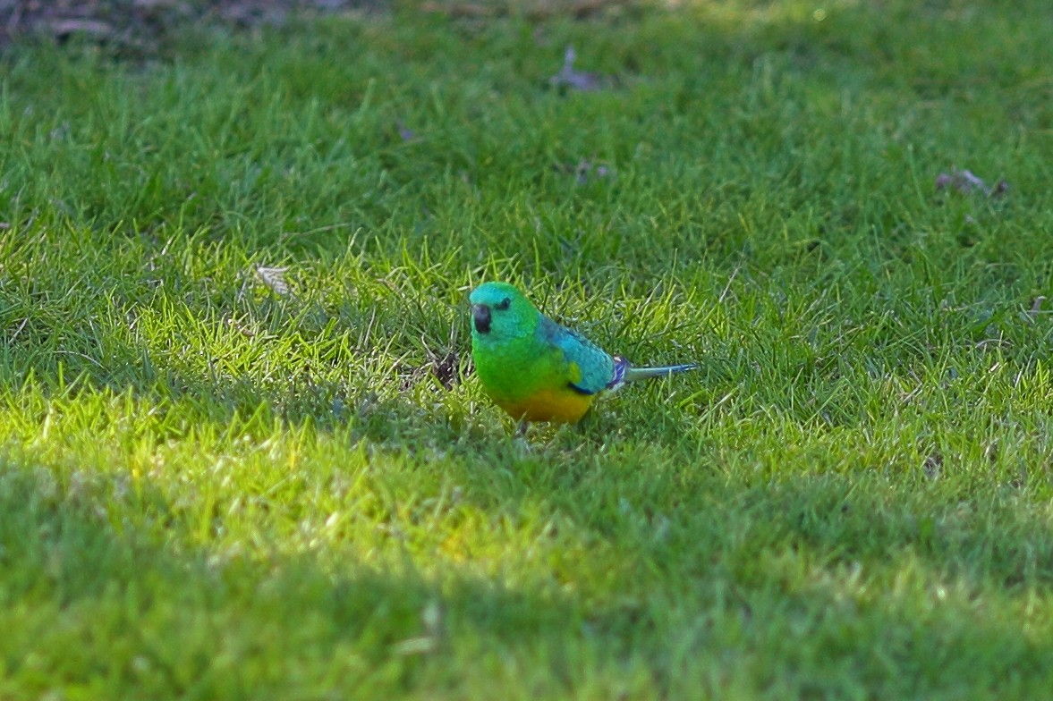 Red-rumped Parrot - ML369404611