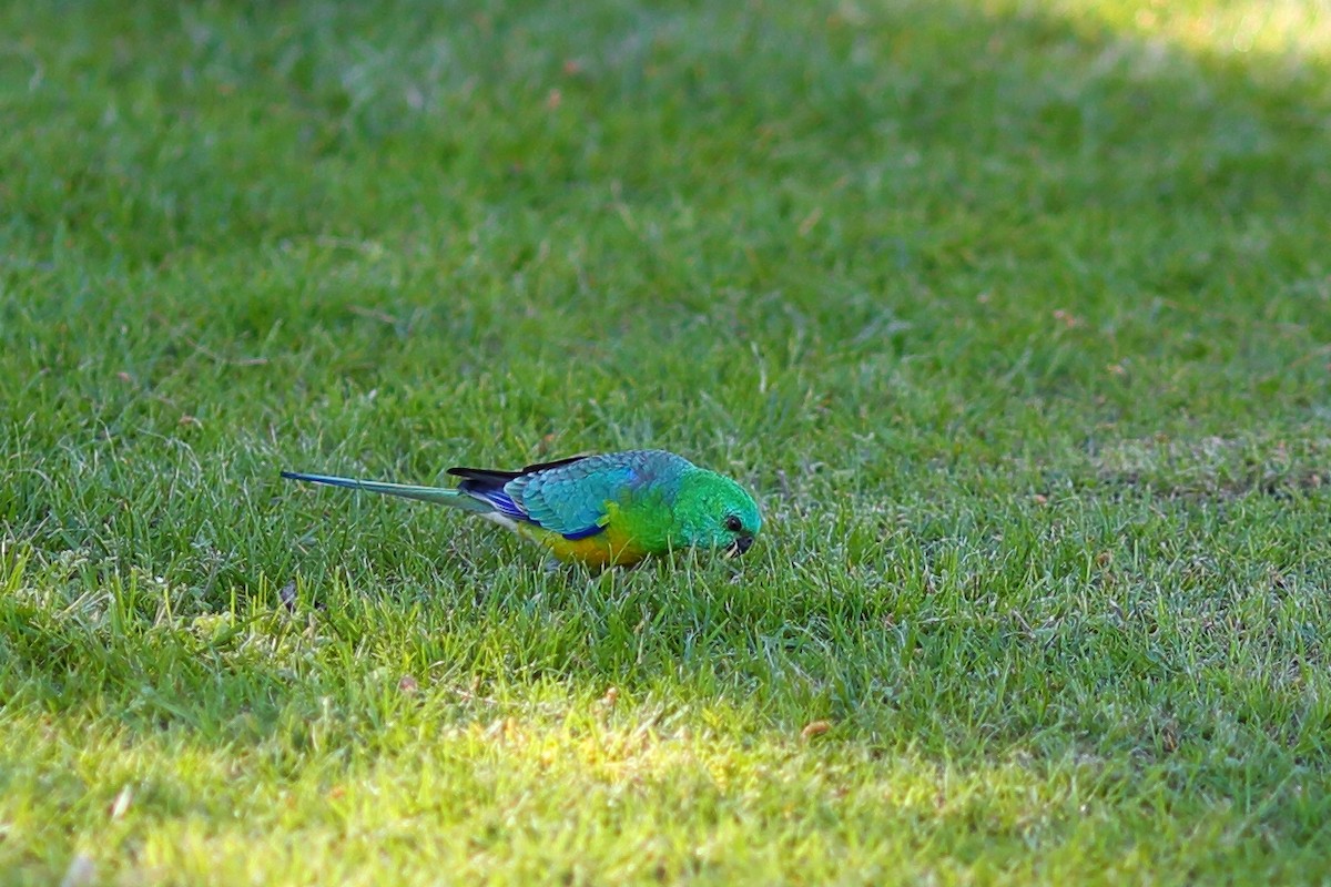 Red-rumped Parrot - ML369404621