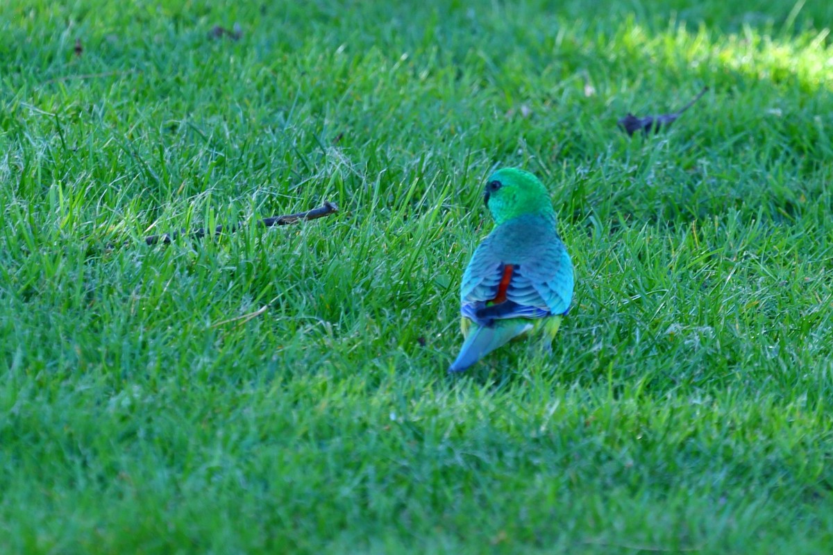 Red-rumped Parrot - ML369404671
