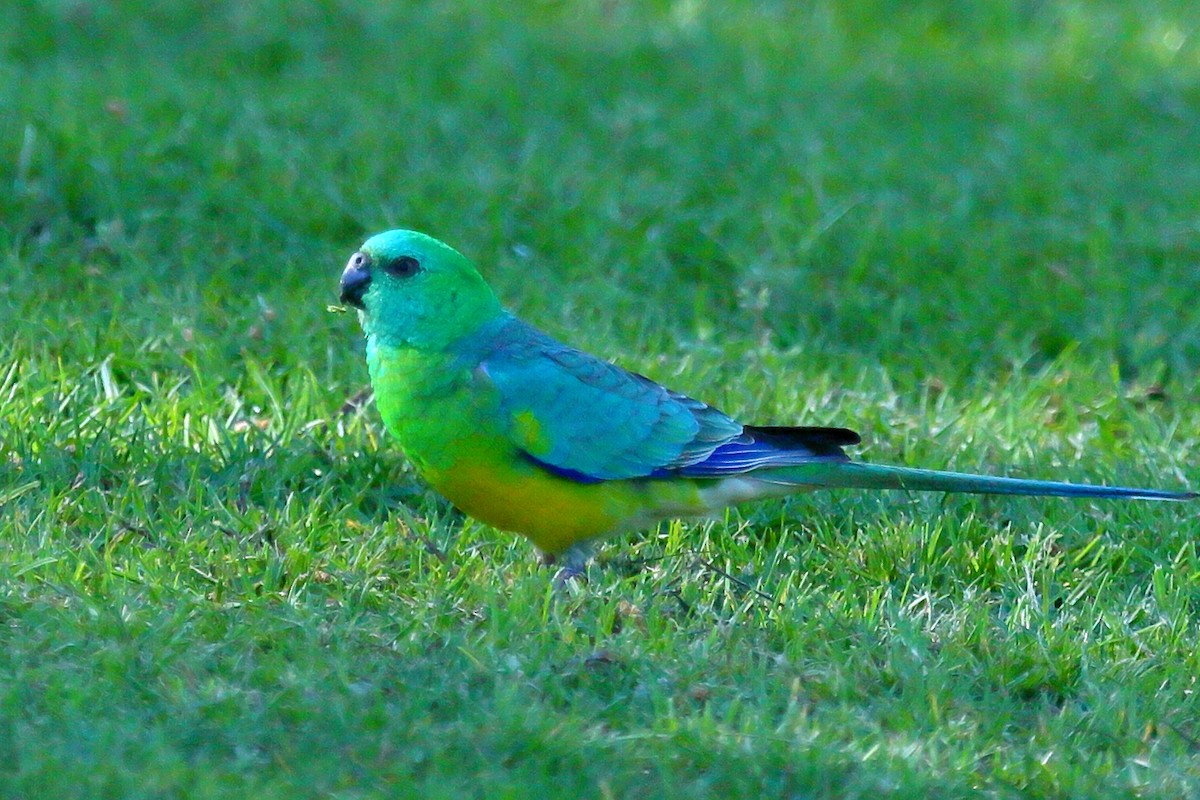Red-rumped Parrot - ML369404821
