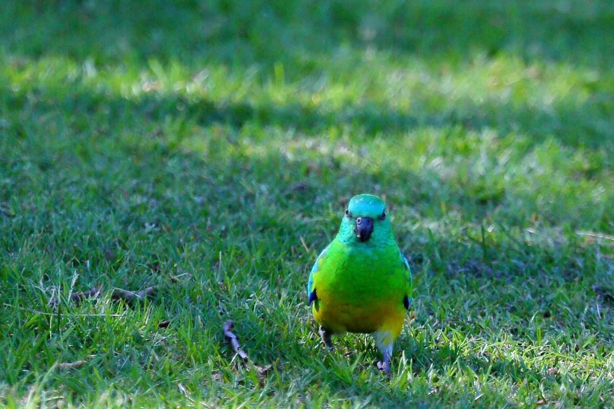 Red-rumped Parrot - ML369404831