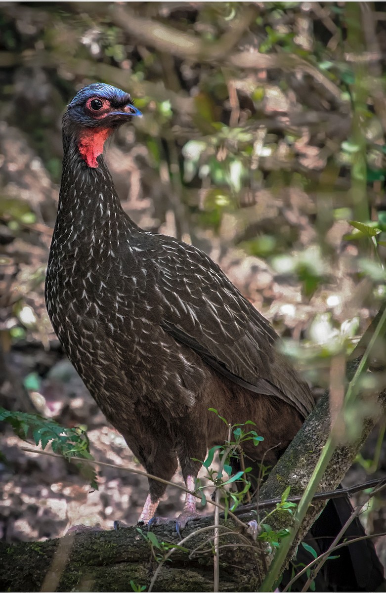 Red-faced Guan - ML369405261