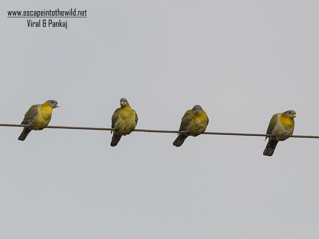 Yellow-footed Green-Pigeon - ML369406241