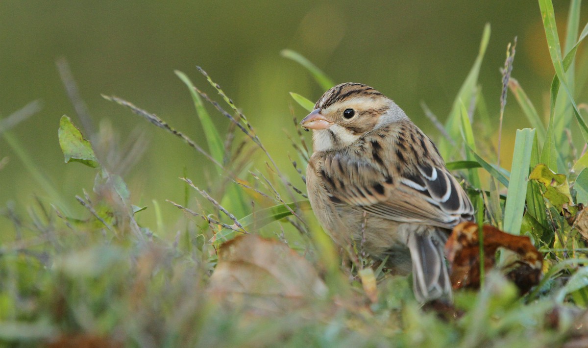 Clay-colored Sparrow - Luke Seitz
