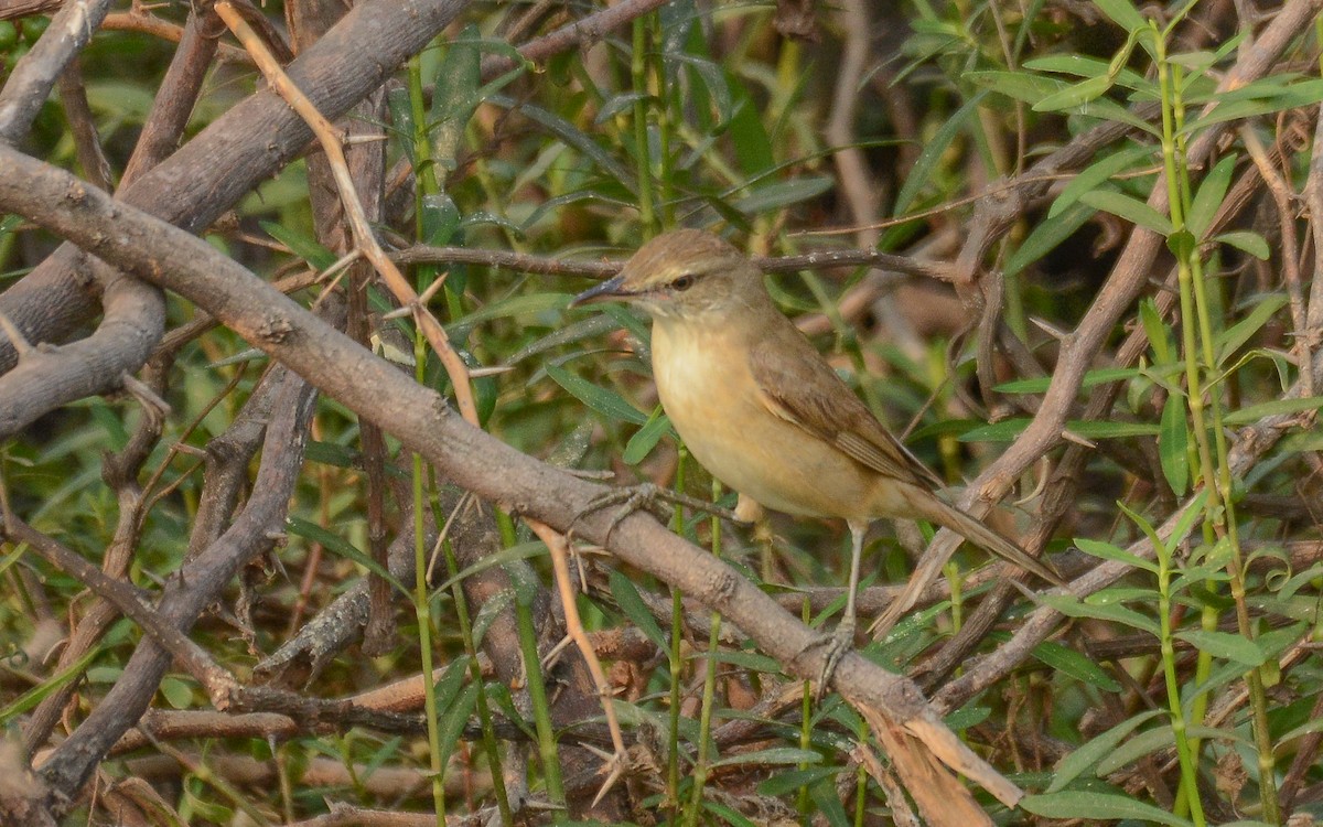 Clamorous Reed Warbler - Gaja mohanraj