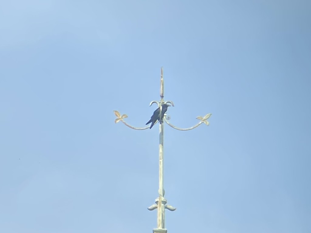 Хон хэрээ - ML369409081