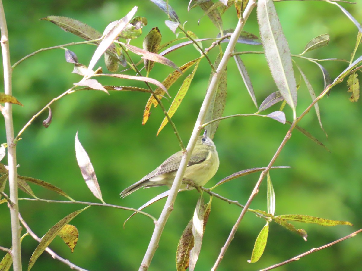 Black-throated Blue Warbler - paula sheppard