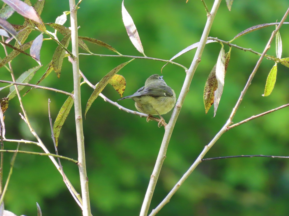 Black-throated Blue Warbler - paula sheppard