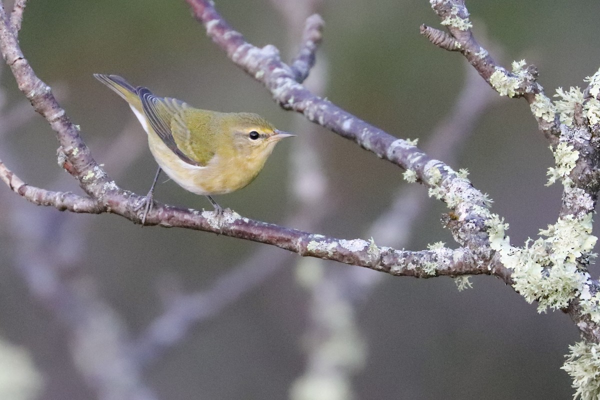 Tennessee Warbler - ML369410231