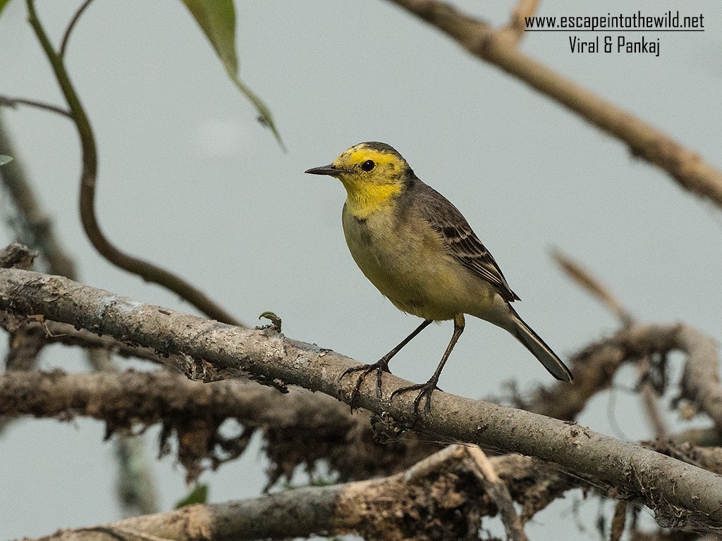 Citrine Wagtail - ML369410371