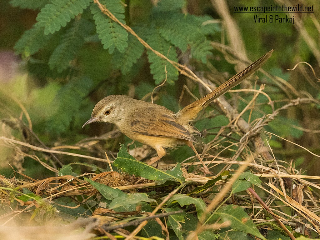 Plain Prinia - Pankaj Maheria