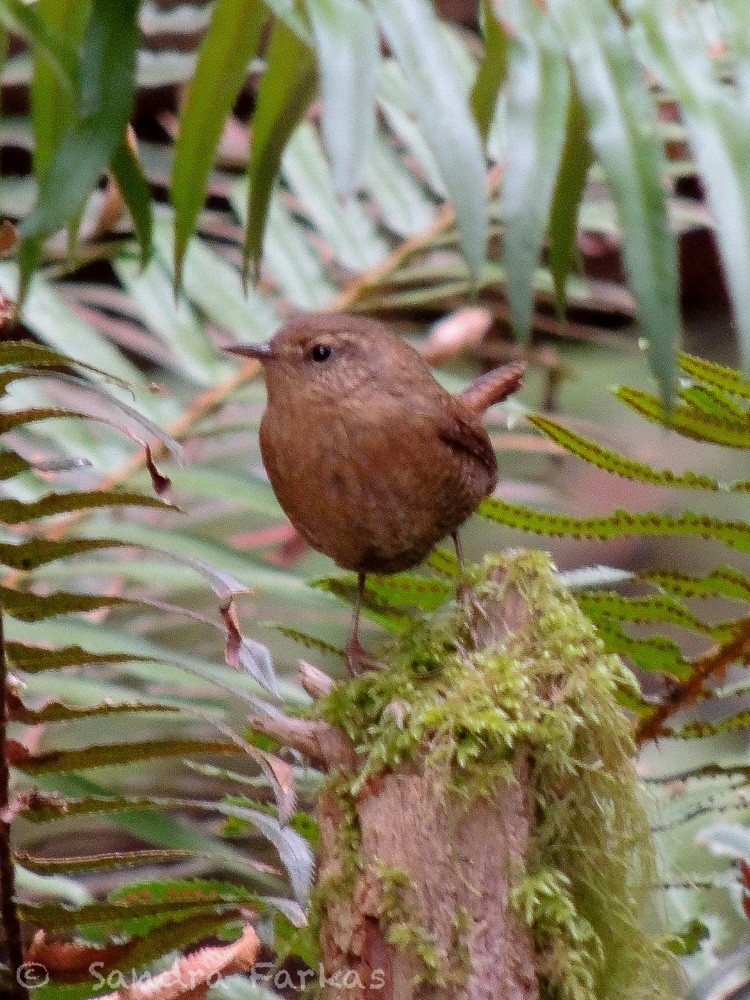 Pacific Wren - ML369410911