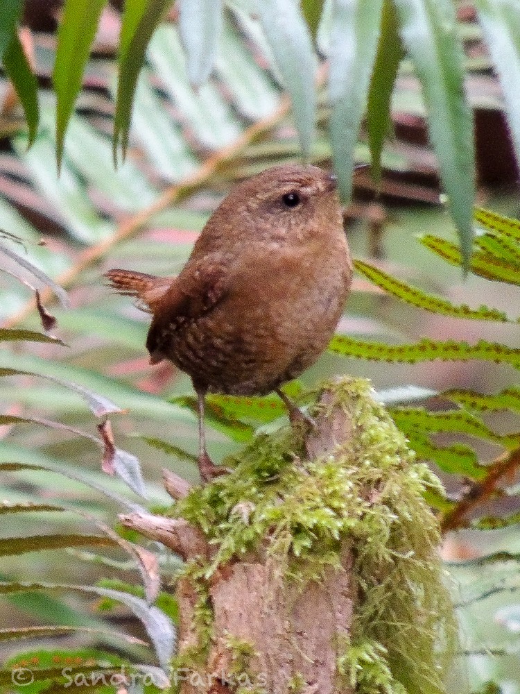 Pacific Wren - ML369410921