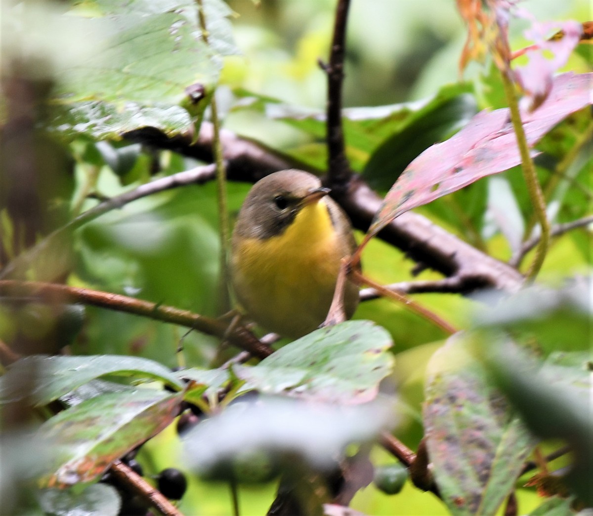 Common Yellowthroat - ML369412551