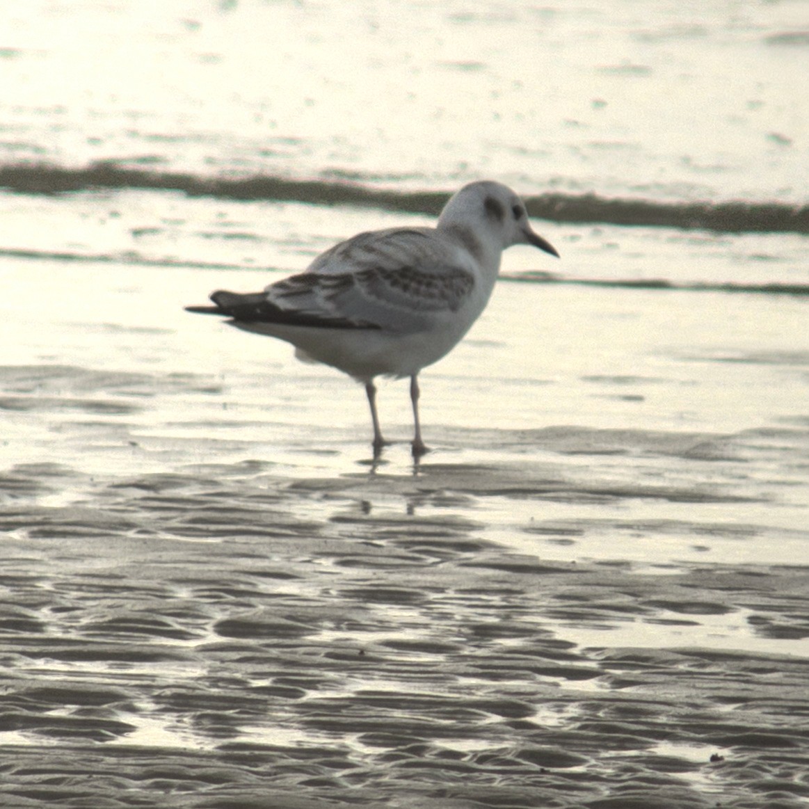 Mouette de Bonaparte - ML369413591