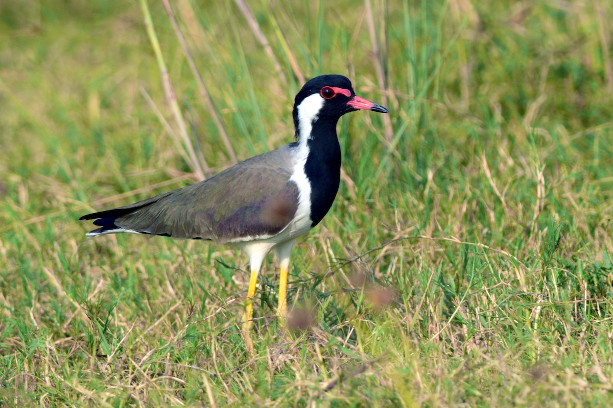 Red-wattled Lapwing - Ajoy Kumar Dawn