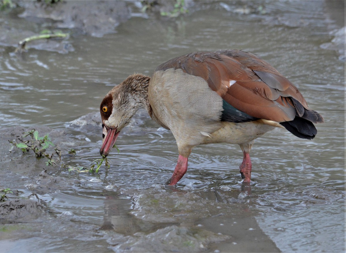 Egyptian Goose - Bertina K