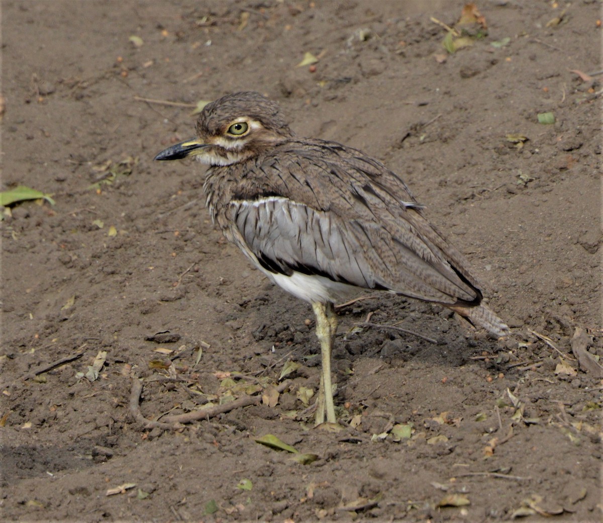 Su Kocagözü - ML369414311