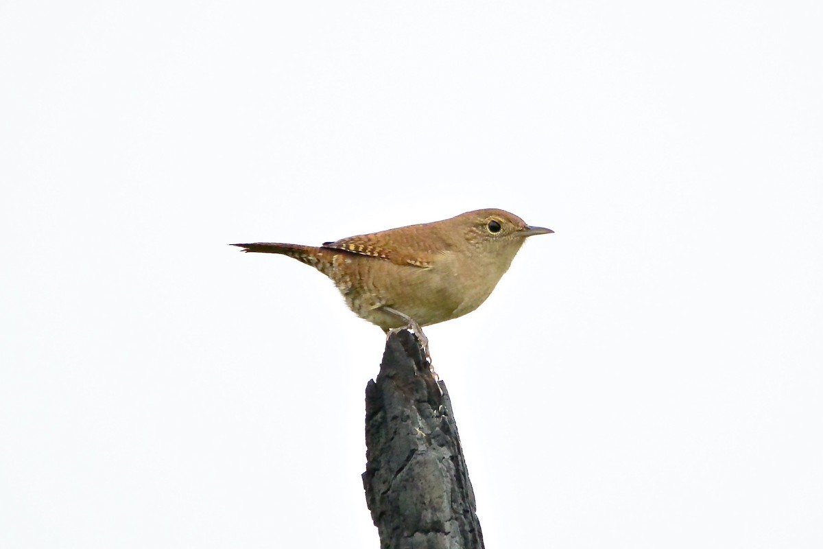 Northern House Wren - ML369414471