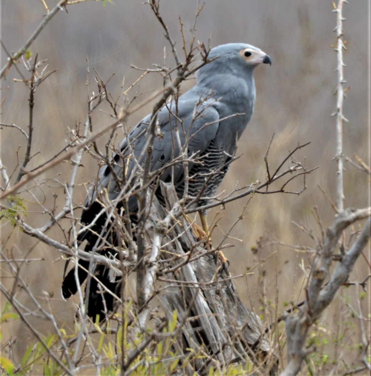 Aguilucho Caricalvo Común - ML369414921