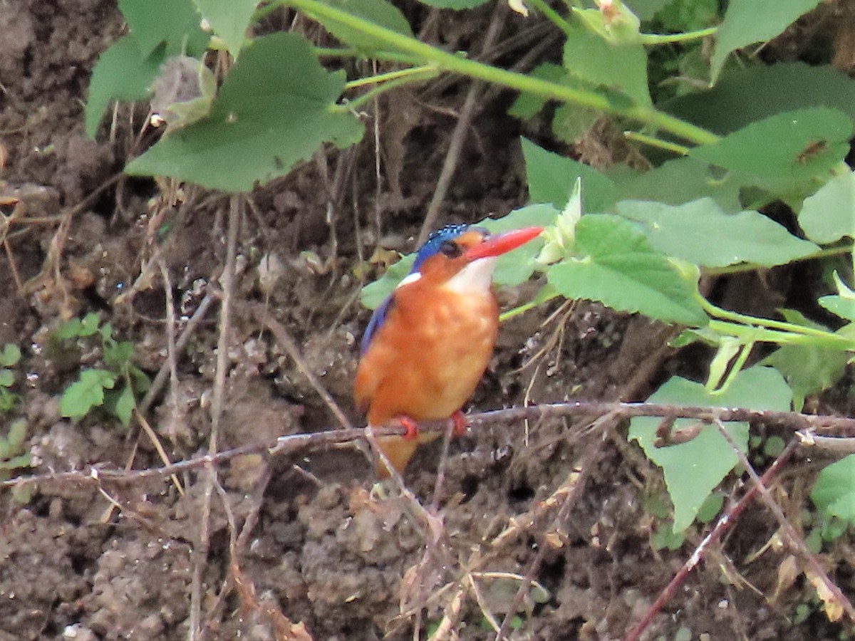 Malachite Kingfisher (Mainland) - ML369415621