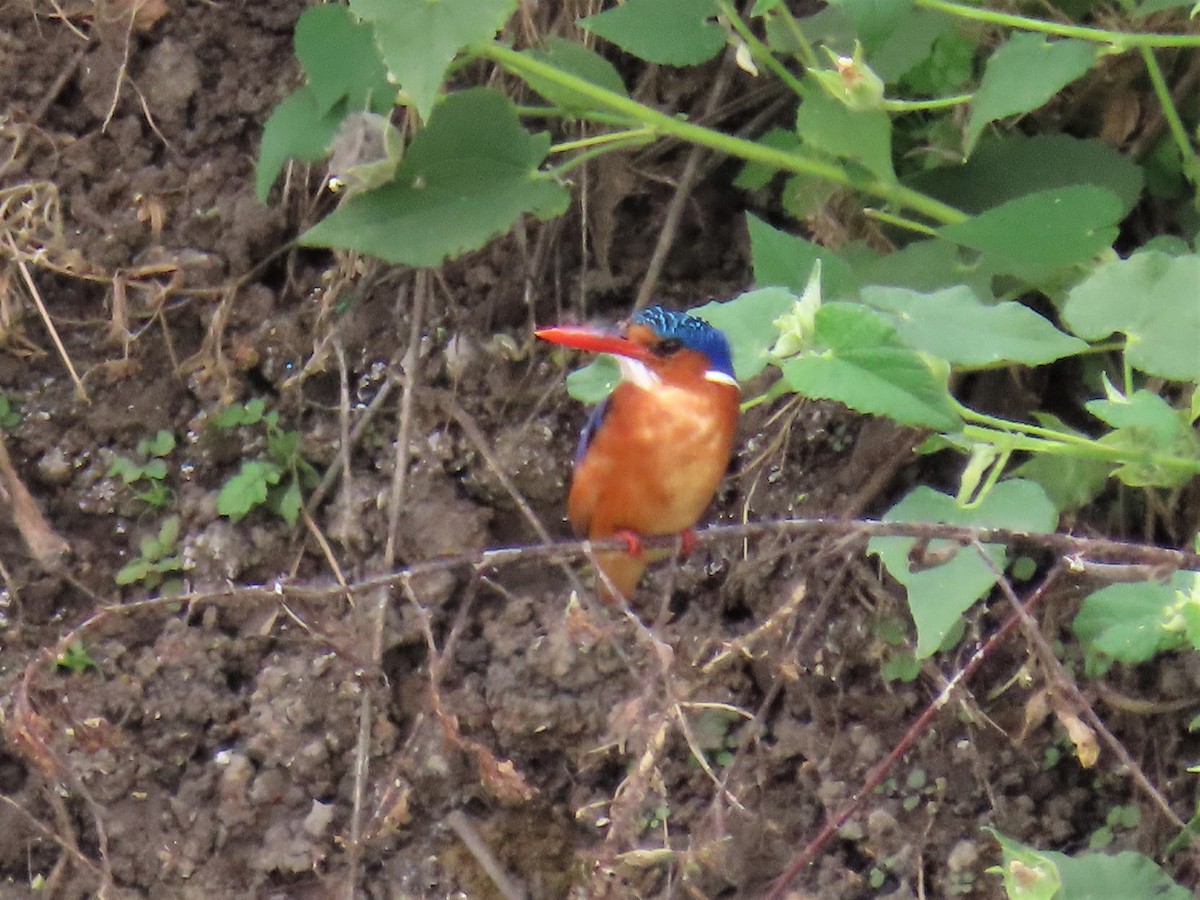 Malachite Kingfisher (Mainland) - ML369415641