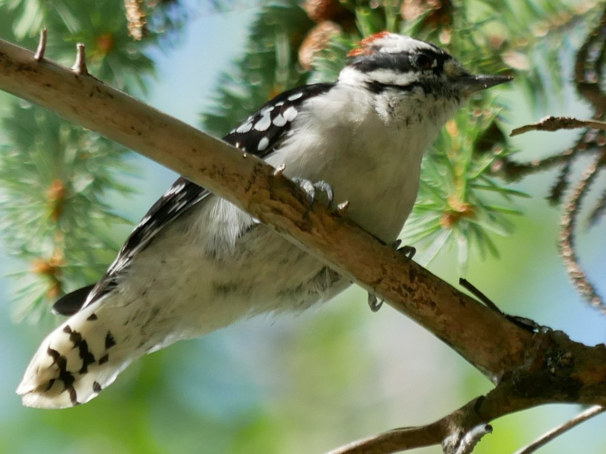 Downy Woodpecker - ML369420291