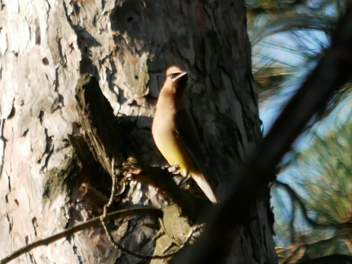 Cedar Waxwing - ML369420571