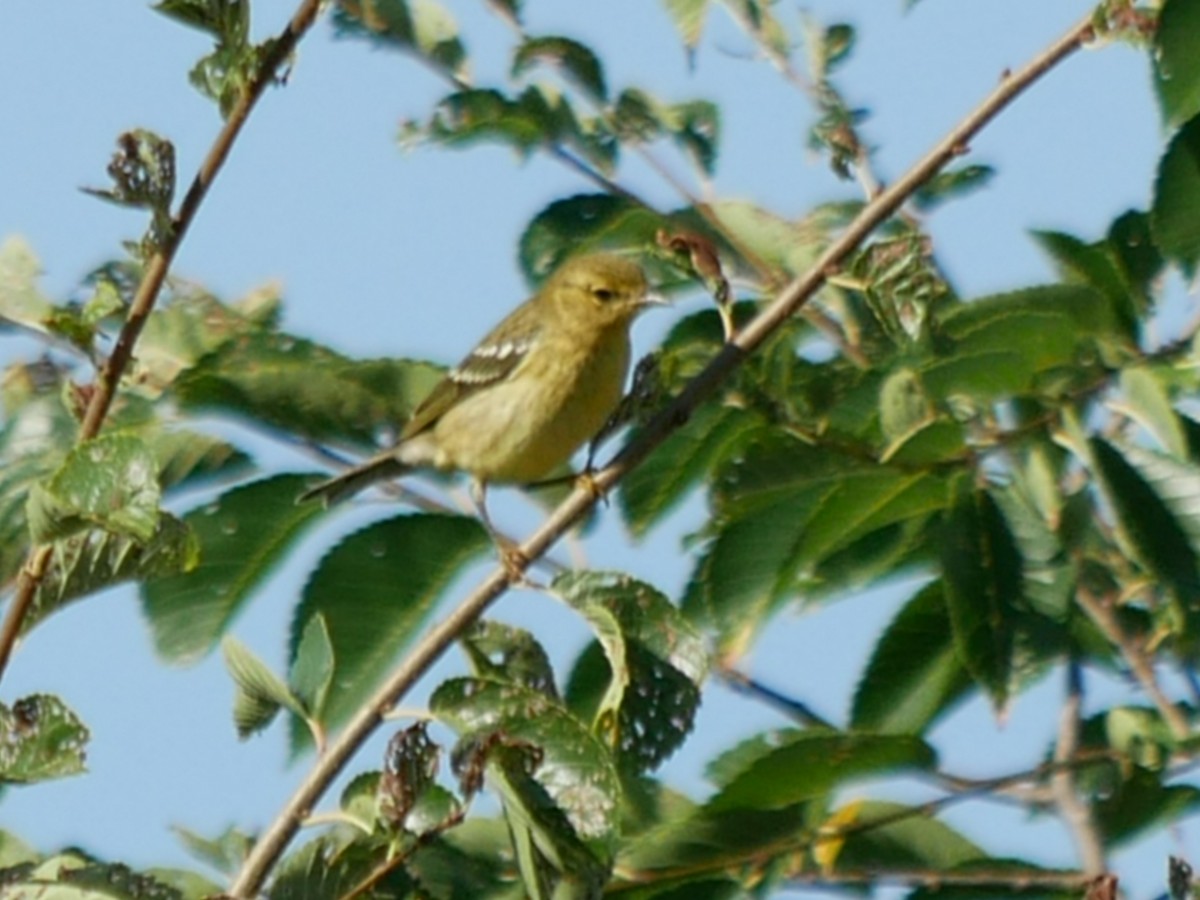 Blackpoll Warbler - ML369420701