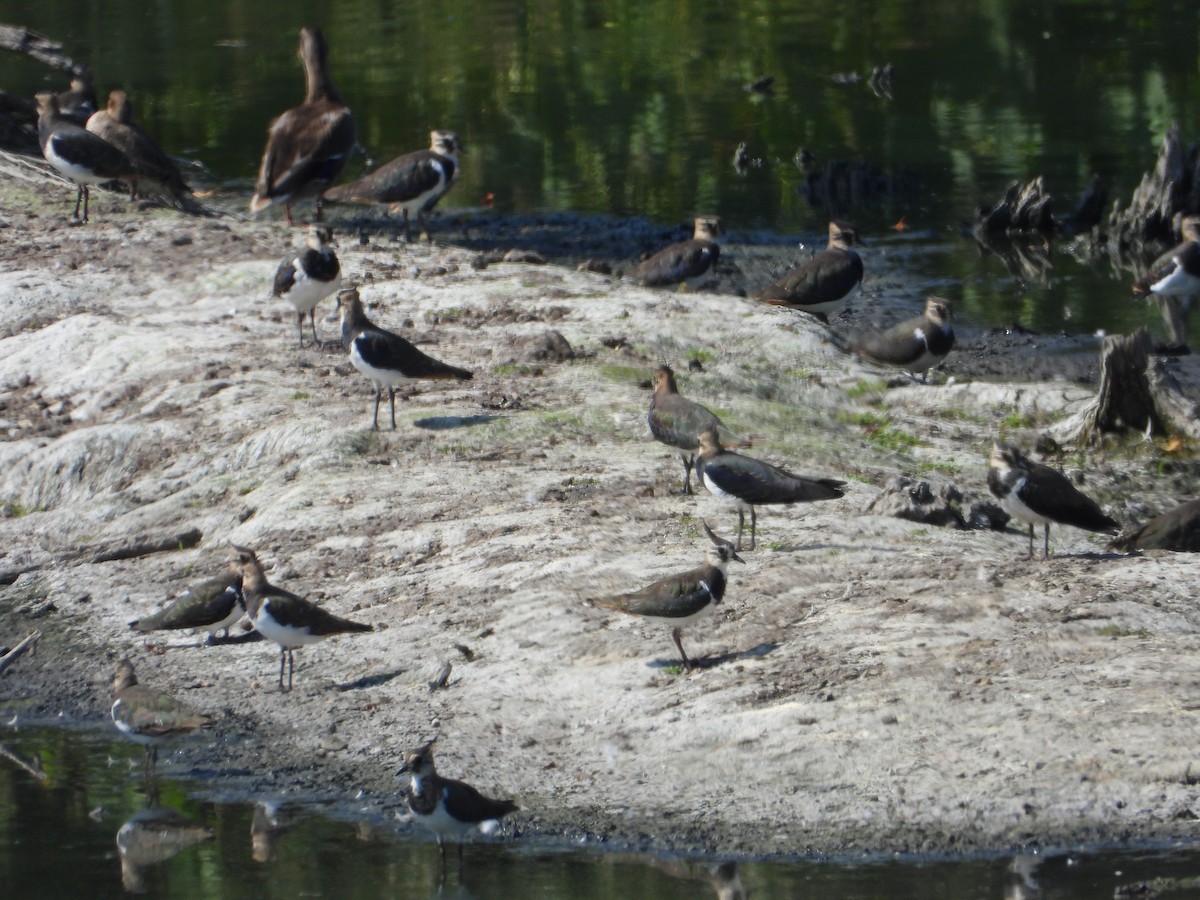 Northern Lapwing - Ivan V