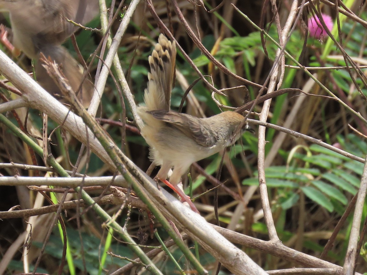 Kilombero Cisticola - ML369422121