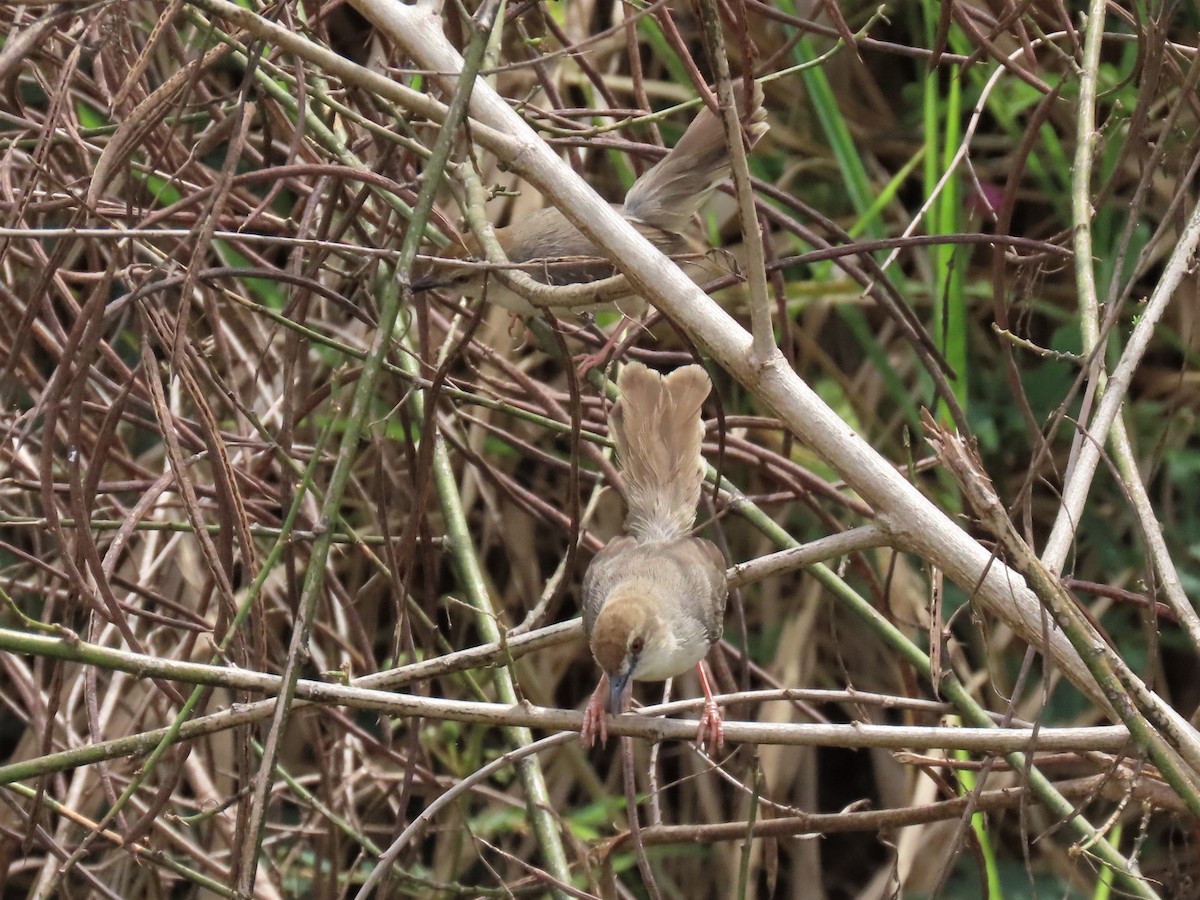 Cisticola Kilombero - ML369422171