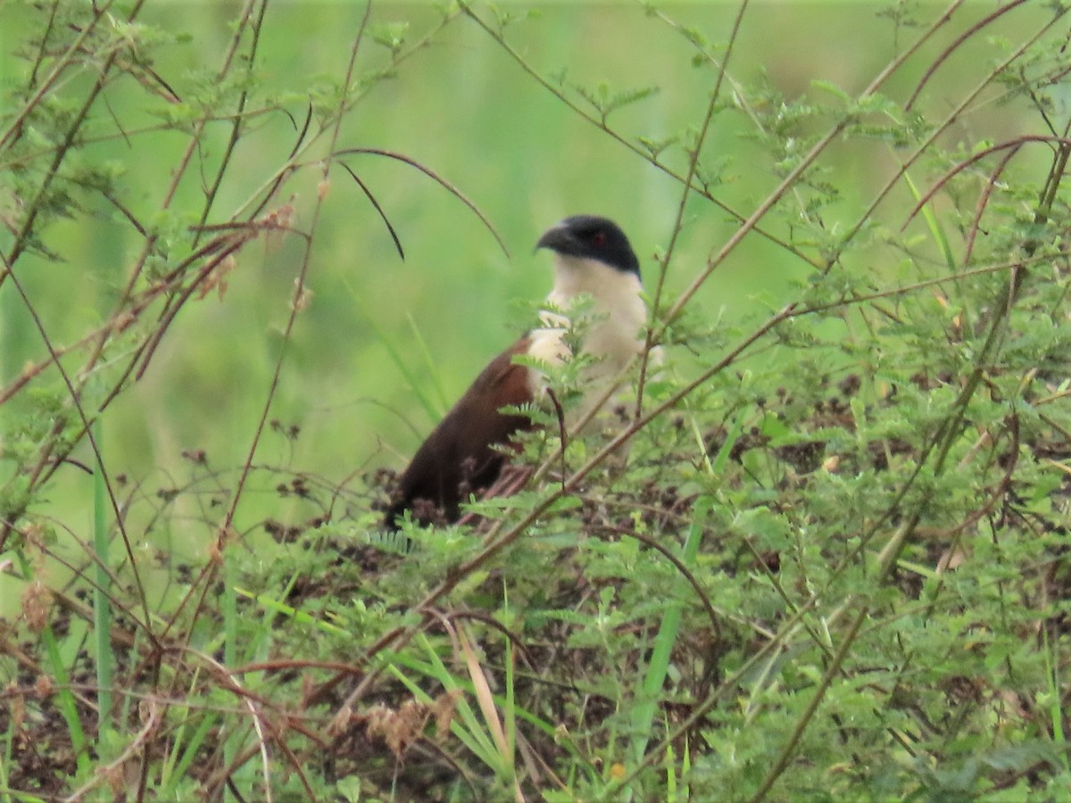 Coppery-tailed Coucal - ML369422661