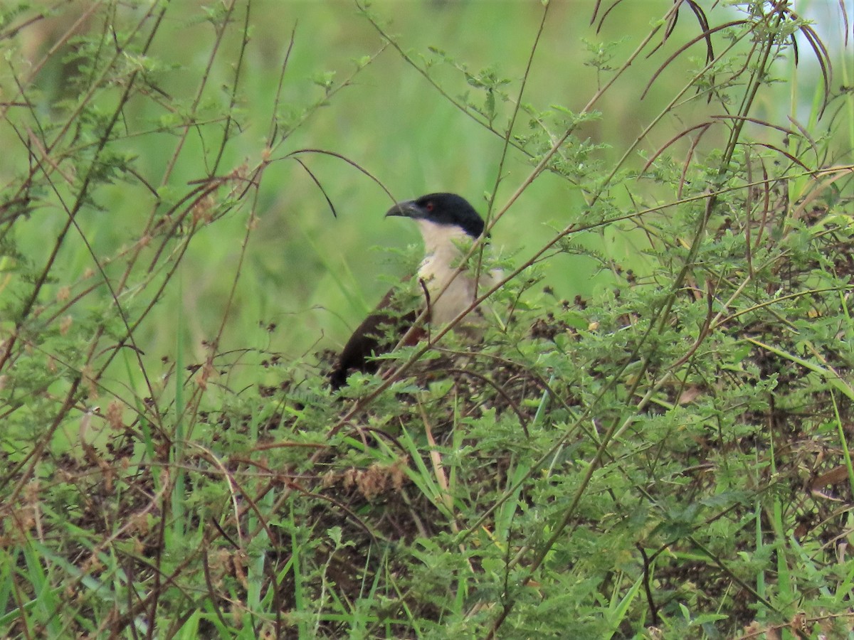 Coppery-tailed Coucal - ML369422671