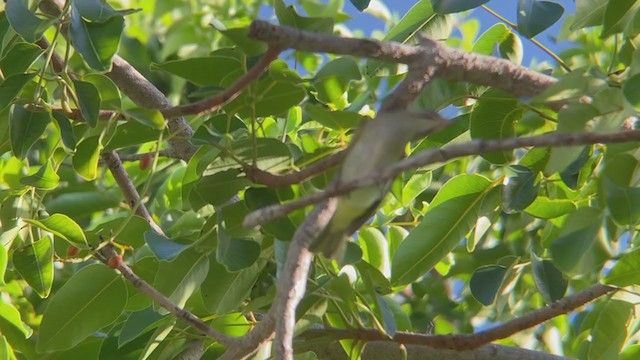 Black-whiskered Vireo - ML369423121