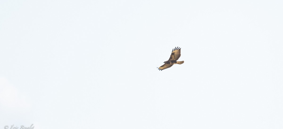 Common Buzzard (Western) - Eric Francois Roualet