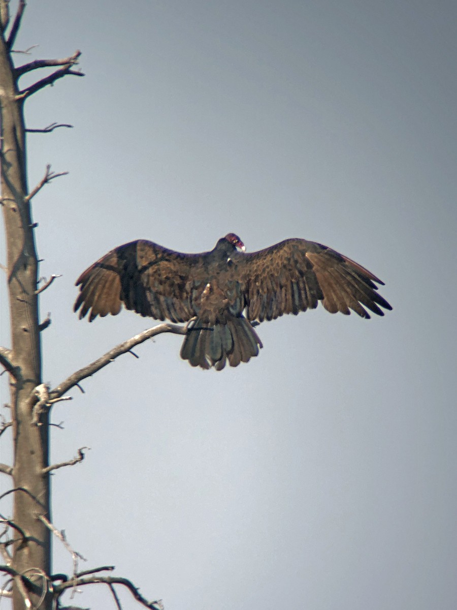 Turkey Vulture - ML369425571