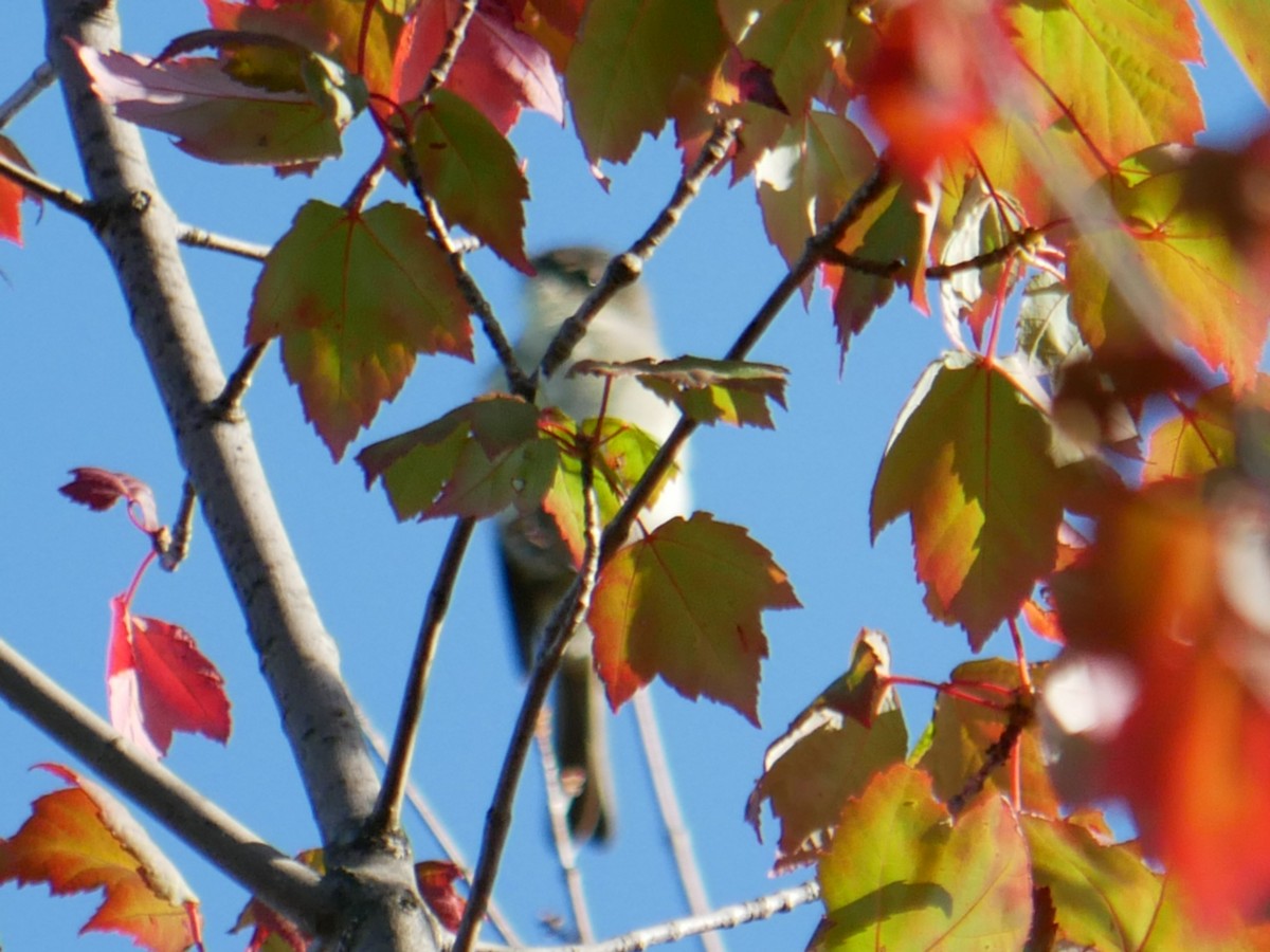Eastern Phoebe - ML369425601